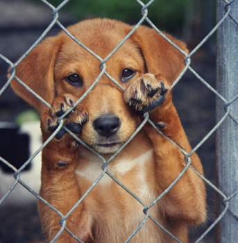 Behind the Scenes of a Rescue Dog