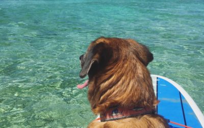 Looking for Something Different? Try Paddleboarding with Dogs