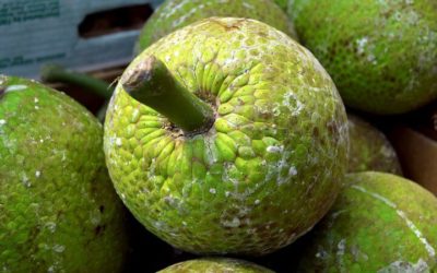 Cooking with Breadfruit